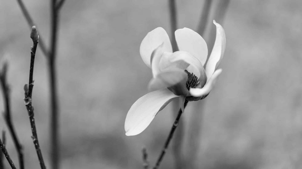 a-guide-to-using-tonal-contrast-in-photography